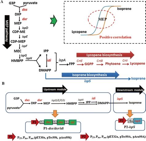 lv et al 2016|Combinatorial pathway optimization in Escherichia coli by .